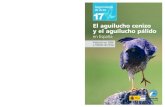 Seguimiento de Aves 17 - SEO/BirdLife · El aguilucho cenizo (Circus pygargus) es una especie paleártica que ocupa en Europa latitudes meridionales y realiza una invernada transahariana