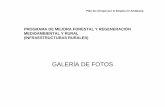 GALERÍA DE FOTOS - Junta de Andalucía · PROGRAMA DE MEJORA FORESTAL Y REGENERACIÓN MEDIOAMBIENTAL Y RURAL (INFRAESTRUCTURAS RURALES) GALERÍA DE FOTOS Plan de Choque por el Empleo