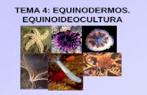 TEMA 4: EQUINODERMOS. EQUINOIDEOCULTURA - USC · 2011-03-28 · TEMA 4: EQUINODERMOS. EQUINOIDEOCULTURA Animales marinos Hay unas 6.000 especies vivientes y unas 20.000 extintas o