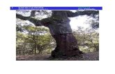 SURO DE CAN DRAPER SINGULAR Alzina surera (Quercus suber L ... · Coordenades X,Y: 461111 4611886 Altitud: 420m ENTORN SOCIO-NATURAL L'arbre creix sobre un sòl sorrenc envoltat de