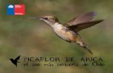 PICAFLOR DE ARICA, - el primer sitio Web en Chile de ...€¦ · Estado del Conocimiento sobre el Picaflor de Arica (Eulidia yarrellii). 2010. Estades C. Plan de Conservación y Modelo