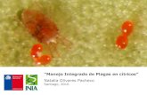 Integrado de Plagas en cítricos” · Densidad de mosquita blanca de los cítricos en hojas de mandarino var. Murcott Aplicación: 31 marzo 0 20 40 60 80 100 120 140 160 180 T1: