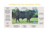 ATRIBUTOS DE UN BUEN TOROagro.unc.edu.ar/~carne/PDF/TOROS.pdf · • Importancia de los toros • Condiciones que debe reunir un toro • Edad de los toros • Vida útil • Porcentaje