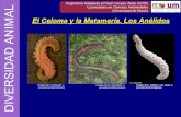 Sesión Teórico-Práctica 05: Anélidos (gusanos segmentados ... › innova › OCW › diversidad-animal › ... · • Clase Poliquetos • Clase Oligoquetos • Clase Hirudíneos