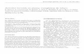 elfosscientiae.cigb.edu.cuelfosscientiae.cigb.edu.cu/PDFs/Biotecnol Apl/1991/8/2/p 191 - 198 .… · RESUMEN La delta-endotoxina producida por el Bacillus ... Vaithilingam et al.,