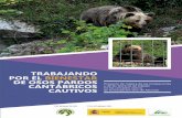 TRABAJANDO POR EL BIENESTAR DE OSOS PARDOS Un proyecto … · Oso de Asturias cuidando osos Como se indicó, la FOA custodia a los únicos ejemplares de oso pardo cantábrico que