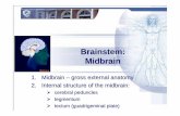 Brainstem: Midbrain - Lazarovnikolai.lazarov.pro/lectures/.../neuroanatomy_eng/... · of the cerebral hemispheres controls the controls eye movement involved in control of body movement