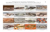 570-01 Snakes of Laguna Blanca b1 - Field Museum of Natural … · 2014-10-15 · Departamento San Pedro, PARAGUAY SNAKES of Reserva Natural LAGUNA BLANCA Para La Tierra (Jean-Paul