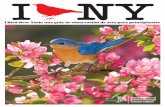 I Bird New York: una guía de observación de aves para ...Guía de campo Binoculares Fotos y cantos de aves ¡Puedes empezar a observar y disfrutar de las aves sin ningún equipo