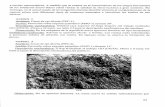 Análisis 1 - Dipòsit Digital de Documents de la UABAnálisis 12 Artefacto: Molino (MOL-1) de esquisto psamítico, nivelado previamente con un alisador de metapsamita esquistosa (ALS-1).