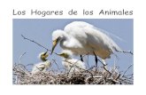 Los Hogares de los Animalesoer2go.org/.../Content/Spanish/LosHogaresdelosAnimales.pdf · Los animales viven en muchos diferentes lugares. ¡Algunos animales viven en casas también!
