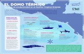 EL DOMO TÉRMICO - Marviva...Las ballenas azules (Balaenoptera musculus) viajan desde la costa oeste de América del Norte hasta el Domo para alimentarse y reproducirse. A su regreso,