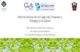 Microcistinas en el Lago de Chapala y Riesgos a la Salud · La presencia de MCs en el lago puede ser un factor causal asociado con el daño renal presente. Dado que las concentraciones