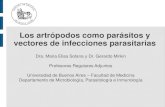 Los artrópodos como parásitos y vectores de infecciones ... 14_Artrópod… · •Cabeza con probóscide retráctil de tres segmentos, adaptada para succionar sangre. •Un par
