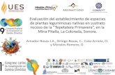 Presentación de PowerPoint - UNAM · Evaluación del establecimiento de especies de plantas leguminosas nativas en sustrato rocoso de la “Tepetatera Primavera”, en la Mina Pitalla,