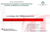 La plaga del Matsucoccus - Forestal.cat · (impulsat per la Generalitat de Catalunya i coordinat pel CREAF): - objectiu principal: fer el seguiment dels episodis de sequera dels boscos