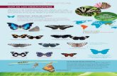 Mariposario tropical Mariposario tropical · del mariposario Adulta (mariposa) en mariposario Mariposas “patas de cepillo” Familia de los ninfálidos Al igual que otros insectos,