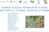 Análisis Espacio-Temporal de la Roya del Café en: Chiapas ...royacafe.lanref.org.mx/Documentos/ResumenSMFEpidChVerPuMora… · 2 4 6 8 10 12 0 3 7 a Clases Horas Favorables t°
