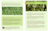 Otros métodos de control HIERBA DEL AJO (GARLIC MUSTARD) › wp-content › uploads › 2013 › 12 › GM_spanish.pdf · Una vez establecida, la hierba del ajo excreta un producto