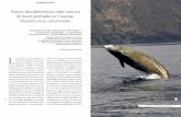 Nuevos descubrimientos sobre cetáceos de buceo profundo en … · 2012-06-18 · 72 73 Novedades científicas Descubrimientos sobre cetáceos de buceo profundo Mark Johnson, su diseñador,