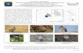 Guía rápida de identificación Aves de la Cuenca del río Grande, … › sites › default › files › ... · 2019-03-19 · Cuco Ardilla, Squirrel Cuckoo CUCULIDAE (IM) Nyctidromus