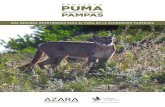 PROYECTO - fundacionazara.org.ar · PROYECTO 4 INTRODUCCIóN El Puma (Puma concolor) es el mamífero terrestre con la más amplia distribución en el continente americano, extendiéndose