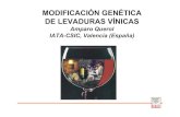 MODIFICACIÓN GENÉTICA DE LEVADURAS VÍNICASmural.uv.es/igarmut/mejoragenetica3.pdf · Levaduras vínicas modificadas genéticamente mediante técnicas del DNA recombinante (Querol