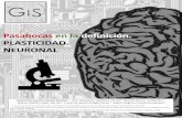 Pasabocas en la definición. PLASTICIDAD NEURONALanmdecolombia.net/attachments/article/641/NEURO... · del tema que la neuroplasticidad es la potencialidad del sistema nervioso de