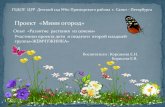 Проект «Мини огород»dou60.ru/wp-content/uploads/2020/04/Ogorod... · Проект «Мини огород» ... на окне … Исследовали семена