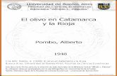 El olivo en Catamarca y la Riojabibliotecadigital.econ.uba.ar/download/tesis/1501-0458_PomboA.pdf · 1. La eouuumbr-e uocna Lt.bito en nuestro pals el llamar pl.-o vincias pobroSa