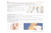 PLEXO BRAQUIAL N. MEDIANO (C5)- C6-C7 C8- N.CUBITAL …files.sld.cu/anestesiologia/files/2011/11/bloqueos...Complemento del bloqueo incompleto del plexo braquial. Zona del dorso de