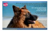 Presentación de PowerPoint · ORIGEN DE PROYECTO SÜRÜ Llevar los platos de los 2 perros para utilizarlos en la carretera, gasolineras, restaurantes, hoteles, vehículo, resultaba