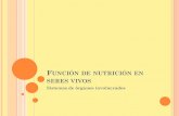 FUNCIÓN DE NUTRICIÓN EN SERES VIVOS EP 2020/6to... · 2020-06-26 · los órganos accesorios de la digestión. La digestión degrada los compuestos grandes de los alimentos y líquidos