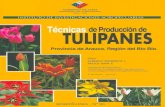 INIAbiblioteca.inia.cl/medios/biblioteca/boletines/NR29729.pdf · Los tulipanes cortados crecen en longitud después del corte, por 10 que no se recomienda dejarlos en agua por más