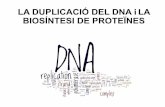 LA#DUPLICACIÓ#DEL#DNA#iLA## BIOSÍNTESI#DE PROTEÏNES · 2017-05-22 · Propietats,de la transcripció: • La,transcripció,és selectiva: Només es sintetitza RNA a partir de determinades