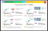 Sin título de diapositiva · El proceso de la transcripción Cola poli-A Punta de co rte Serial de co rte La ARN-polimerasa reconoce los centros Luego abre la doble hélice para