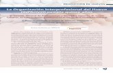 La Organización Interprofesional del Huevo (INPROVO) cumple …seleccionesavicolas.com/pdf-files/2013/10/009-011-Sector-Huevos-I… · Semana Grande de San Sebastián el programa