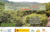 BOSQUES MADUROS MEDITERRÁNEOS. HACIA UNA NUEVA .... QuMATURE_Cabaneros_Sainz.pdf · Hay muy poco conocimiento de la madurez en los ecosistemas mediterráneos y especialmente en las