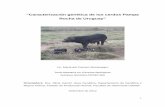 “Caracterización genética de los cerdos Pampa Rocha de ... · 1.9 Análisis de datos obtenidos mediante marcadores microsatélites 30 ... 5.3.1 Estudio comparativo 80 6. Discusión