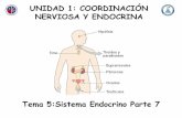 Tema 5:Sistema Endocrino Parte 7 · estudio del sistema endocrino, en esta ocasión iniciaremos el estudio de los trastornos o alteraciones hormonales. •A continuación se presenta