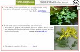 Presentación de PowerPoint · Flors reunides en una inflorescència tipus ciati integrada per diverses flors ♂, cadascuna reduïda a 1 estam, i una flor ♀en forma de pistil pedicel·lat;