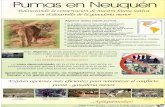 Inicio | Argentina.gob.ar · Pumas en Neuquén (Balanceando la conservación de nuestrafauna nativa con eldesarrollo de la ganadería menor Algunos datos sobre pumas... @ Es el felino