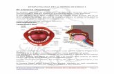 El sistema digestivo - Michel Stephan · 2019-09-17 · Intestino Grueso el Colón El intestino grueso, llamado también colon, se inicia a partir de la válvula ileocecal en un fondo