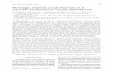 Morfología, anatomía y endomicorrizas en el esporofito de ...lillo.org.ar/revis/lilloa/2010-47-1-2/v47n1n2a09.pdf · das y revisar la morfología de esta especie. MATERIALES Y METODOS