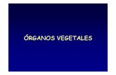 Organografía Vegetal: Tallo y Raíz - Universidad de …organografia.unileon.es/html/PDF/Organogr_Vegetal_Tallo...Tallo Parte aérea de la planta. Sirve de soporte a otros órganos: