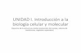 UNIDAD I. Introducción a la biología celular y molecularpeces.ens.uabc.mx/bcym/clases/pdf/I-e-caracteristicas.pdf · UNIDAD I. Introducción a la biología celular y molecular Esquema
