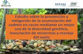 Estudio sobre la prevención y mitigación de la acumulación del … · 2019-06-02 · Estudio sobre la prevención y mitigación de la acumulación del cadmio en cacao mediante