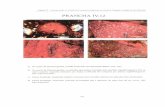 tese4cmw.eco.br/ig/posg/dout/tese026/04c_Tese026_Cap_04c.pdf · 2009-06-22 · Durante o longo tempo de formação da superficie Sulamencana, entre o Cretáceo Superior e o Mioceno