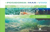 +=POSIDONIA MAR +VIV O · algueros, no se tr ata de un alga sino de una planta superior marina. La Posidonia oceanica es una fanerógama marina, una planta con flores, frutos y semillas.