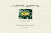 LAS PLANTAS DE LA REGIÓN DE ZAPOTITLÁN SALINAS, PUEBLAcentro.paot.org.mx/documentos/ine/plantas_zapo.pdf · 2013-05-02 · Las plantas de los desiertos 9 1. Adaptaciones de las